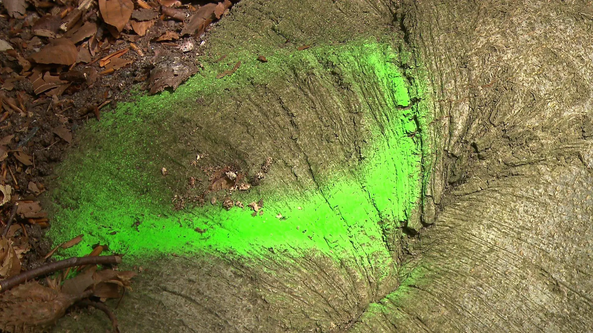 Nach einer Begutachtung vor Ort ist nun eine Fachfirma damit beauftragt worden, die Bohrlöcher sowie die Baumscheiben direkt neben den angebohrten Wurzeln auf etwaige Rückstände von eingebrachten Flüssigkeiten zu untersuchen und die Höhe des entstand