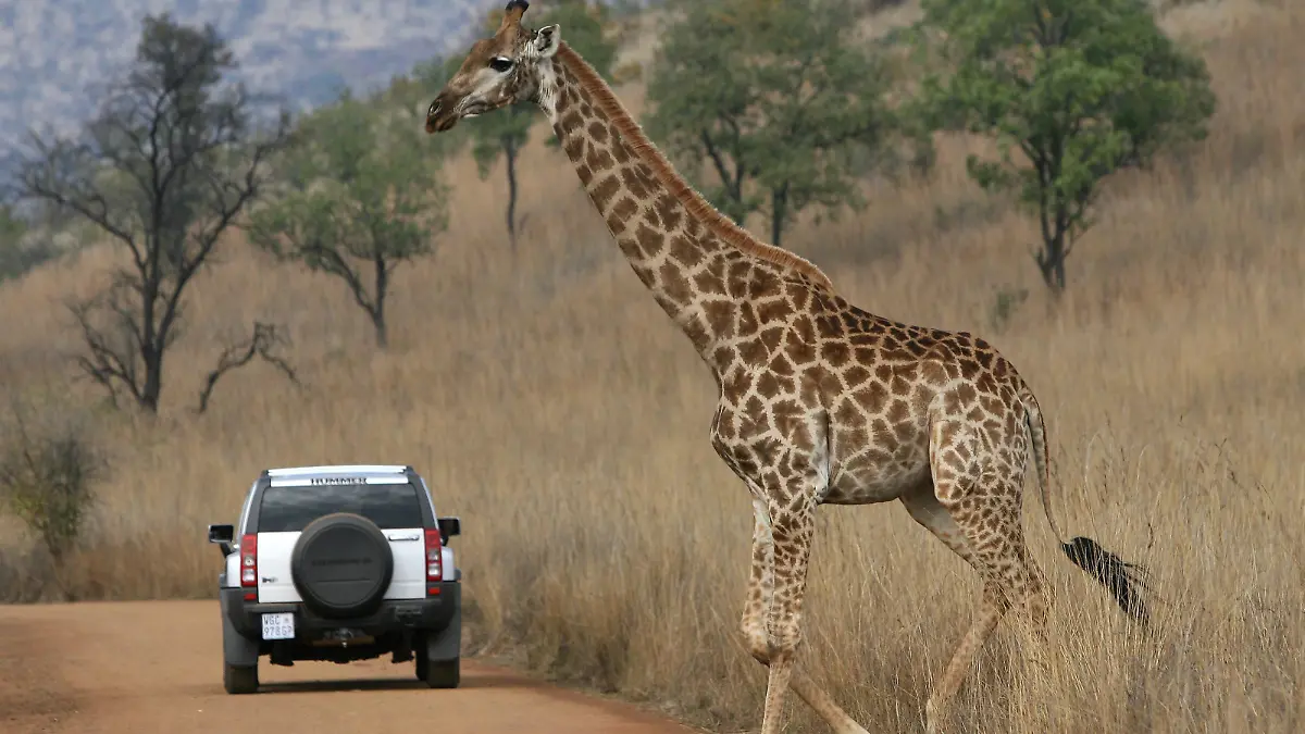 A giraffe crosses a road and passes behind a visitor?s vehicle at the Pilansberg Nature Reserve near Rustenburg, South Africa, 17 June 2009. Rustenberg is one of the host cities in the FIFA Confederations Cup 2009 and will be again a host city at the FIFA 2010 World Cup. EPA/HALDEN KROG +++(c) dpa - Report+++