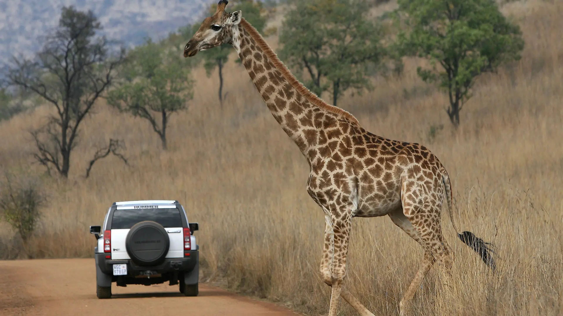 A giraffe crosses a road and passes behind a visitor?s vehicle at the Pilansberg Nature Reserve near Rustenburg, South Africa, 17 June 2009. Rustenberg is one of the host cities in the FIFA Confederations Cup 2009 and will be again a host city at the FIFA 2010 World Cup. EPA/HALDEN KROG +++(c) dpa - Report+++