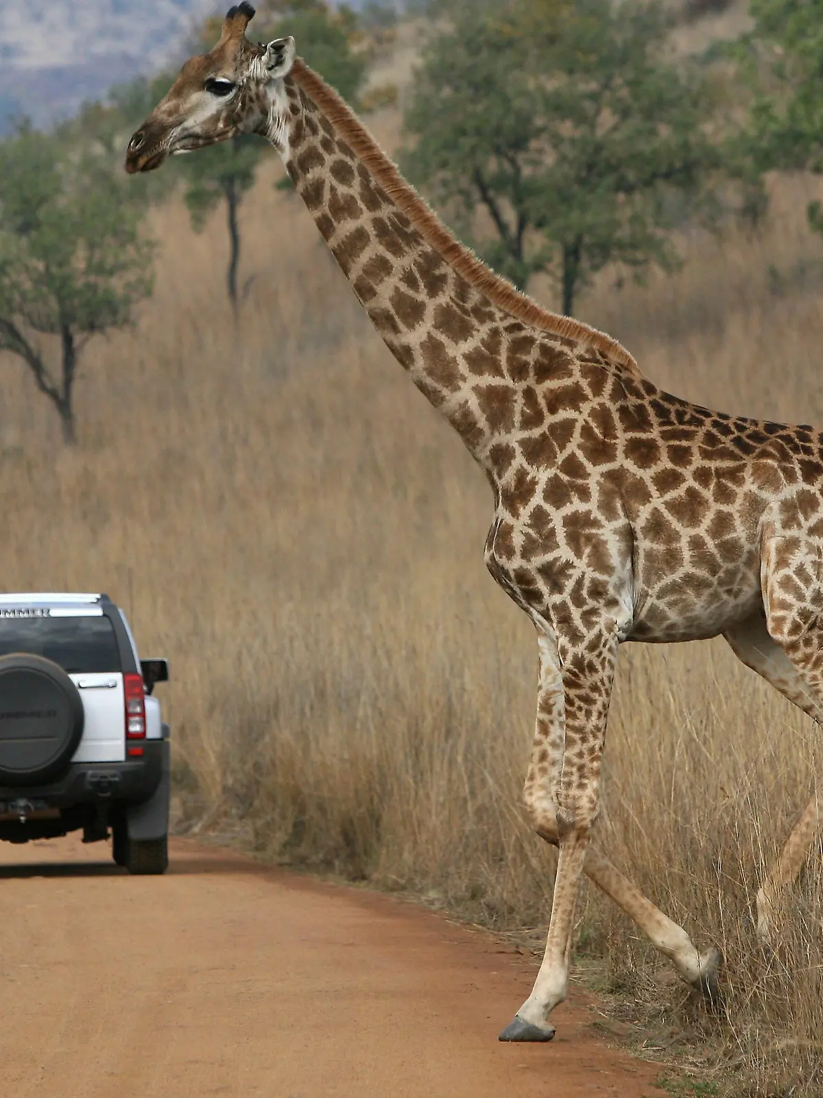 A giraffe crosses a road and passes behind a visitor?s vehicle at the Pilansberg Nature Reserve near Rustenburg, South Africa, 17 June 2009. Rustenberg is one of the host cities in the FIFA Confederations Cup 2009 and will be again a host city at the FIFA 2010 World Cup. EPA/HALDEN KROG +++(c) dpa - Report+++