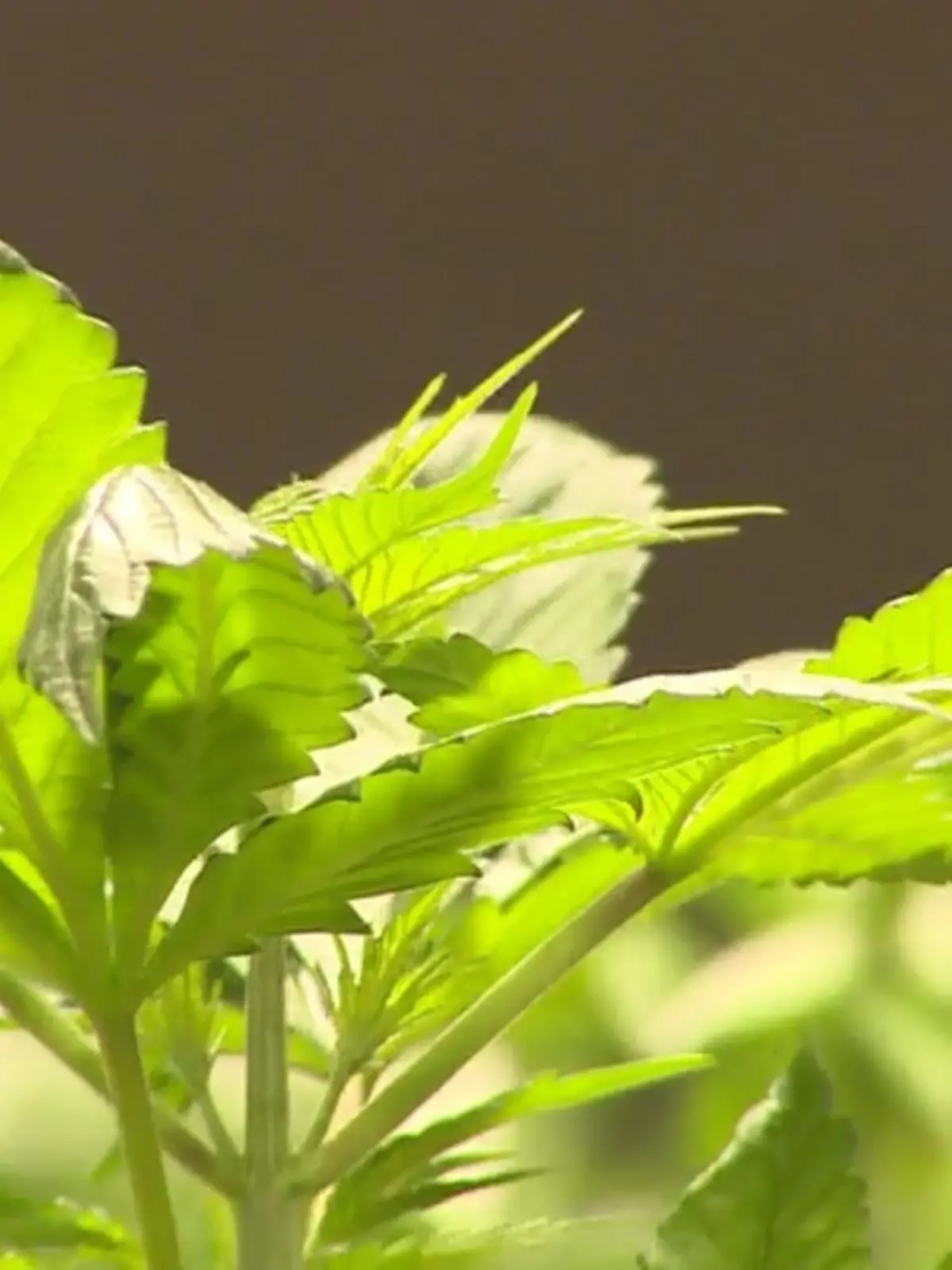 Bild zu: "Grünes Licht für Cannabis"
