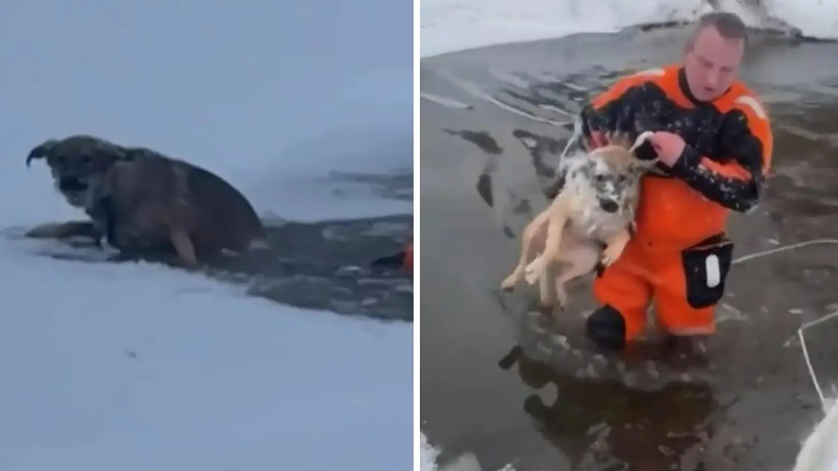 Hund bricht durch Eis - Rettung!