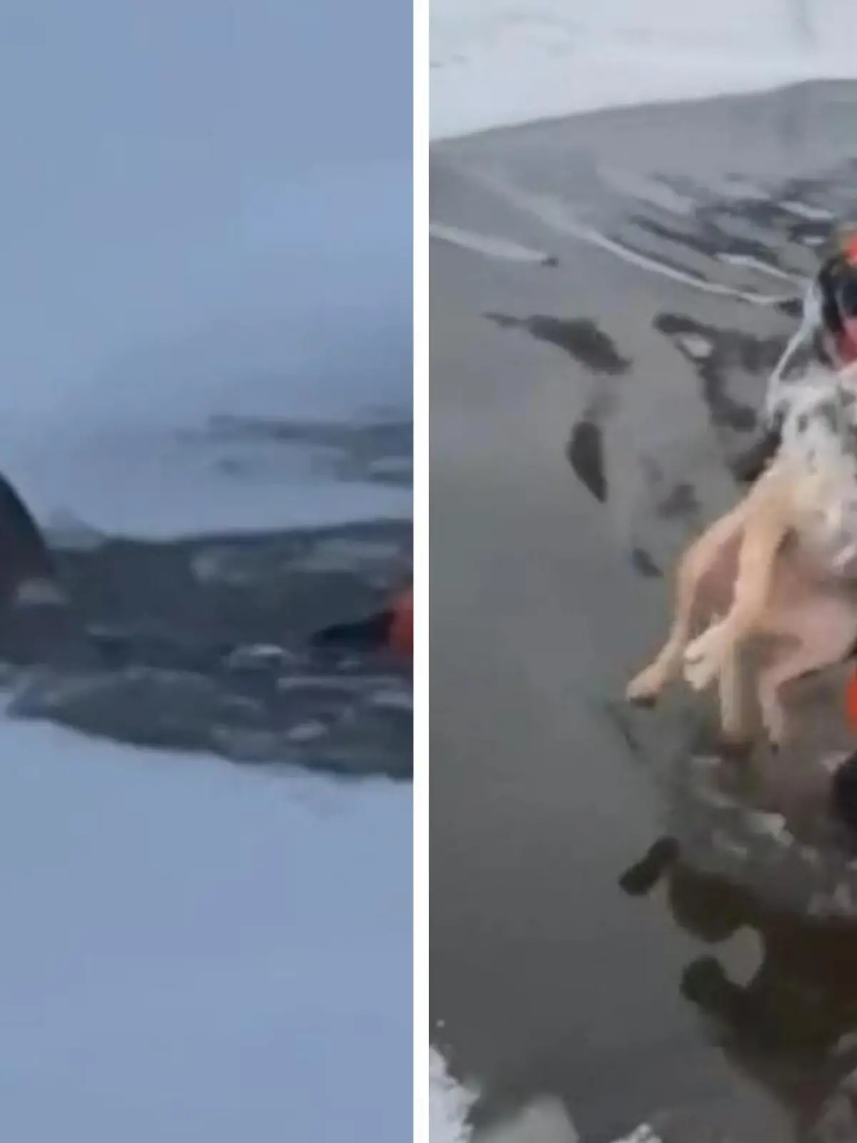 Es ist tiefster Winter in Russland und ein Streuner bricht ins Eis auf einem gefrorenen See. Die Feuerwehr eilt zur Hilfe. Nur kurze Zeit später passiert ihm das Gleiche, er ist wieder im eiskalten Wasser gefangen. Doch dank der dramatischen Rettungen gibt es für den Streuner noch ein ganz besonderes Happy End.