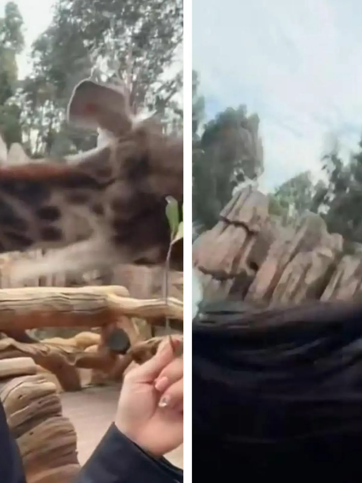 Damit hat diese Touristin wohl nicht gerechnet: Als sie ihr Handy für ein Selfie zückt, hat die Giraffe auf einmal andere Pläne. Das Tier holt kräftig aus - und haut die Frau komplett um.