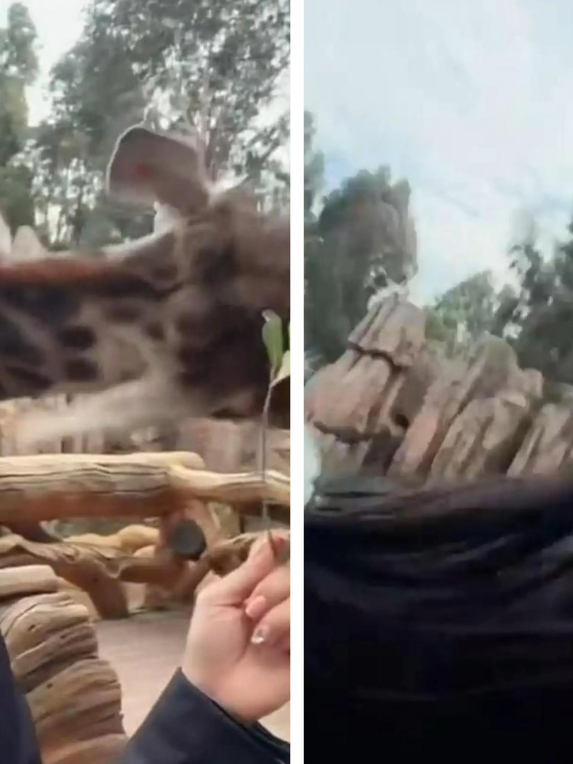 Damit hat diese Touristin wohl nicht gerechnet: Als sie ihr Handy für ein Selfie zückt, hat die Giraffe auf einmal andere Pläne. Das Tier holt kräftig aus - und haut die Frau komplett um.