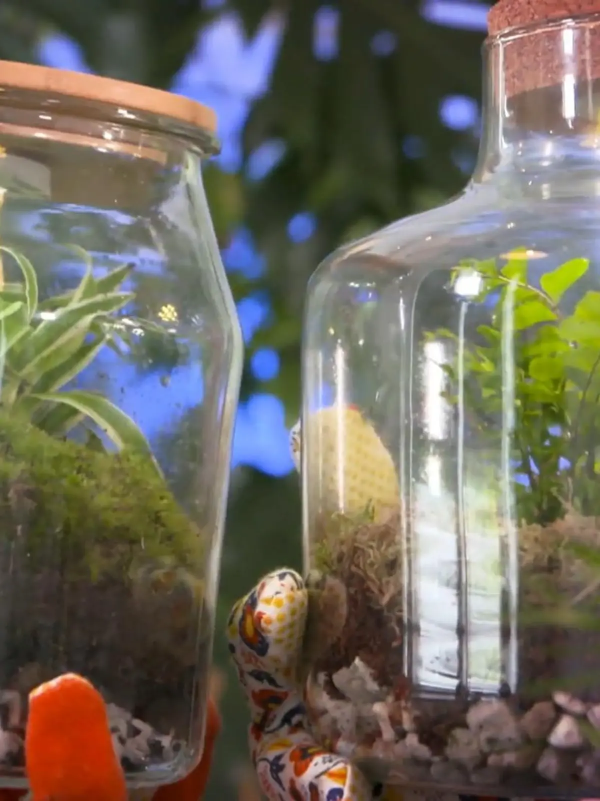 Kennt ihr schon Glasgarten, Moosbild und Vertical-Garden? Solche grünen Kunstwerke aus Pflanzen sind momentan extrem beliebt. Doch sie sind auch teuer – mitunter zahlt man bis zu 1600 Euro. Geht das nicht günstiger? RTL hat es ausprobiert – und selbst gebastelt. Das Ergebnis seht ihr im Video. 