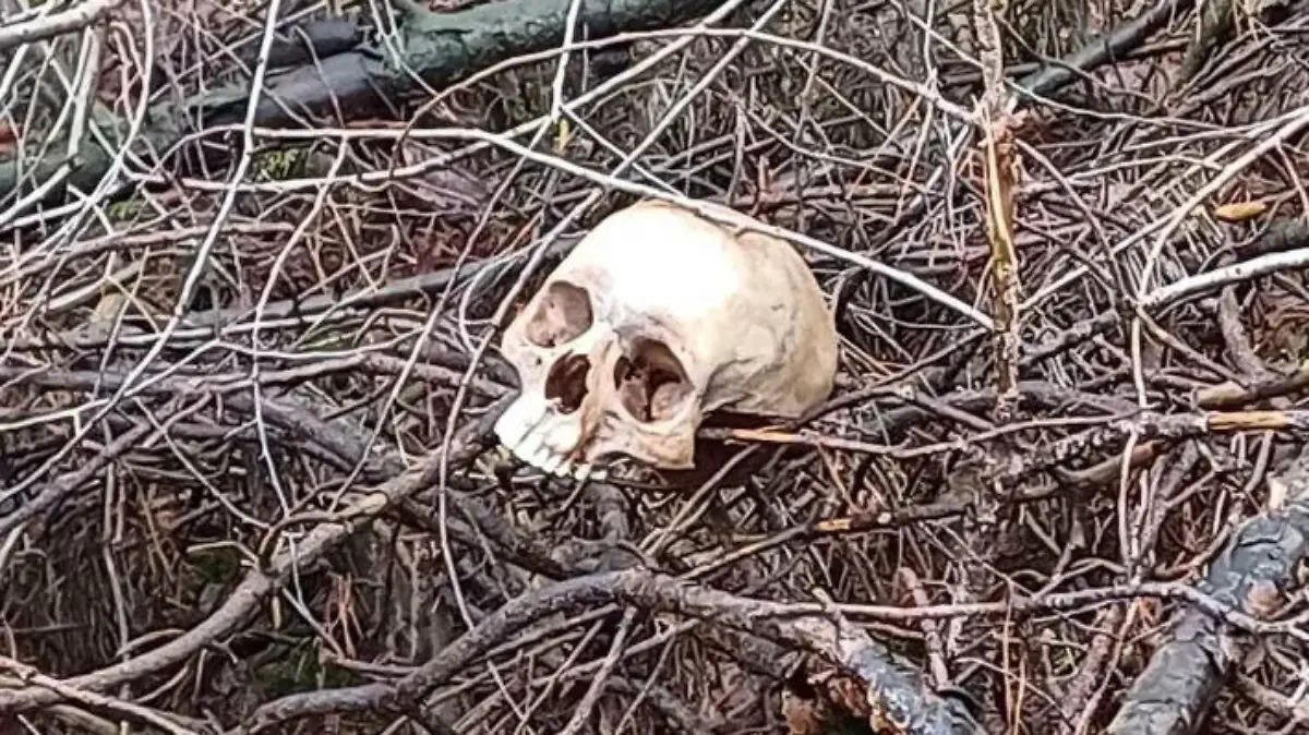 In einem kleinen Waldstück in Tostedt/Welle (Niedersachsen) wurde ein menschlicher Schädel gefunden.