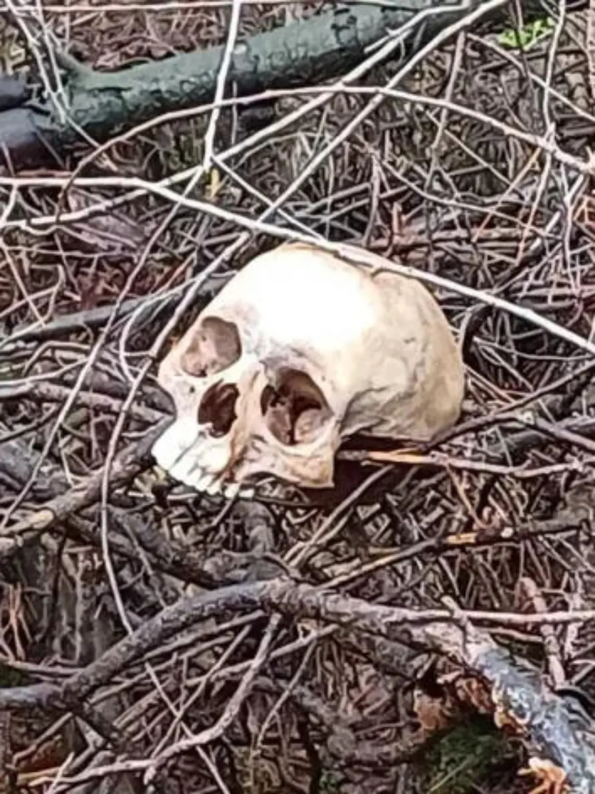 In einem kleinen Waldstück in Tostedt/Welle (Niedersachsen) wurde ein menschlicher Schädel gefunden.