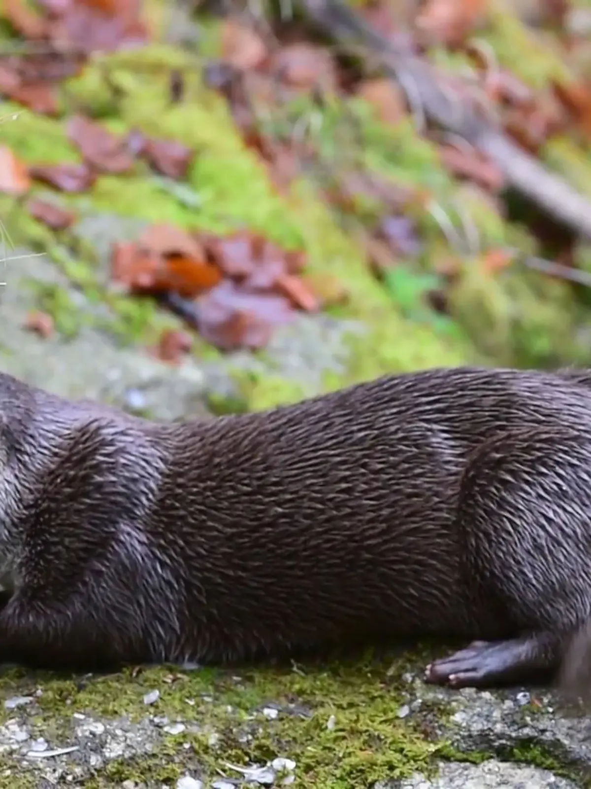 Zumindest einige Tierarten können aktuell aufatmen. 
Laut WWF rollt die Welle des Artensterbens zwar weiter fast ungebremst, doch das Bemühen um einzelne Arten zahlt sich endlich aus. 
