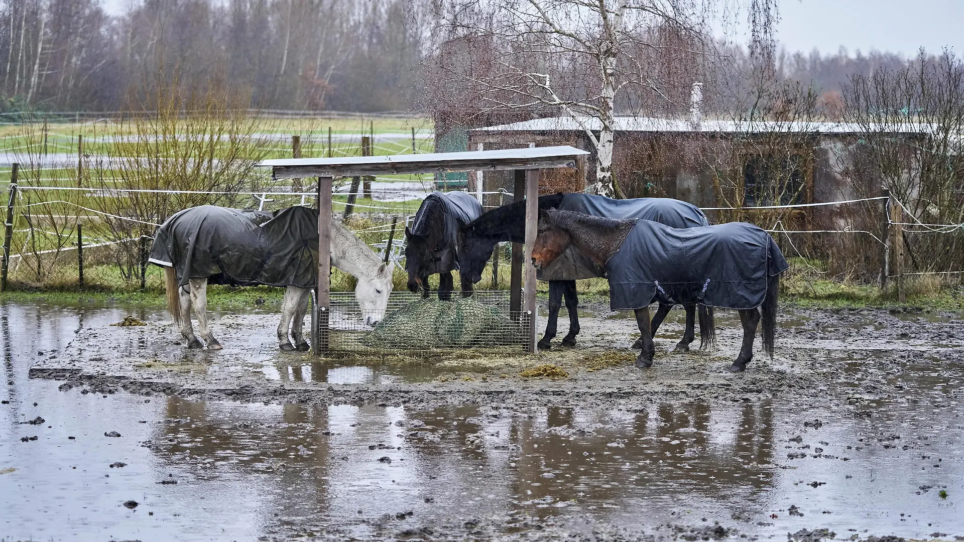 Auch Pferde leiden unter dem Hochwasser. (Symbolbild)
