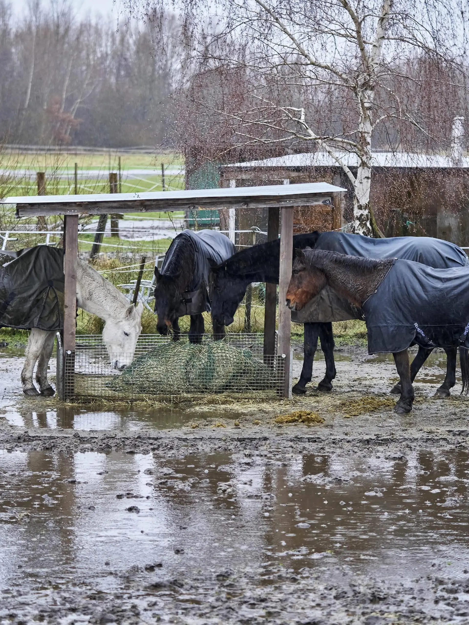 Auch Pferde leiden unter dem Hochwasser. (Symbolbild)