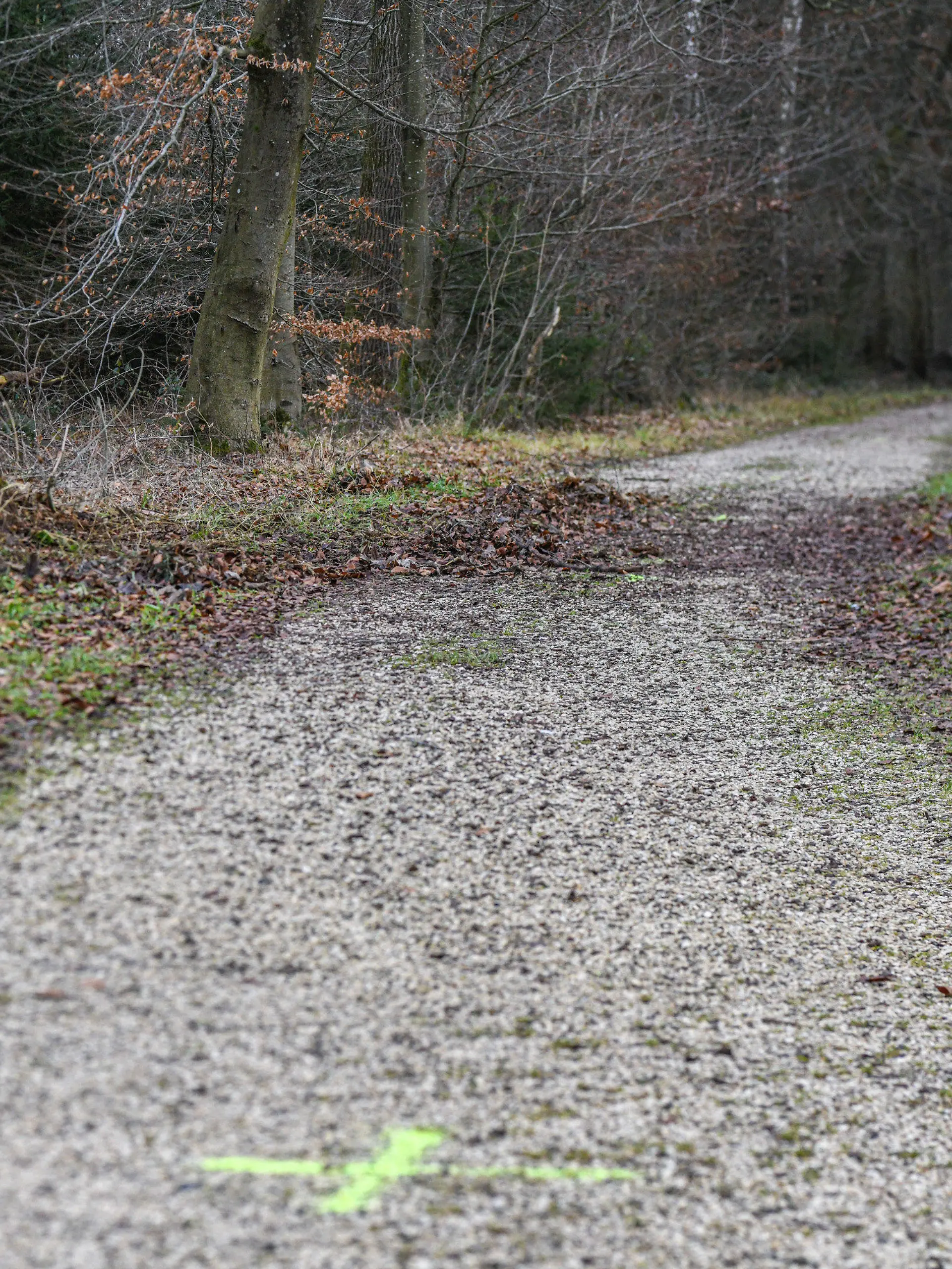 29.12.2023, Baden-Württemberg, Ulm: Ein Blick auf eine Stelle in einem Waldstück, an der ein 15-Jähriger versucht haben soll, seine gleichaltrige Freundin zu erwürgen. Das Mädchen wurde in ein Krankenhaus transportiert. Die 15-Jährige ist dann mutmaßlich infolge des Würgeangriffs durch ihren gleichaltrigen Freund im Krankenhaus gestorben. Das sagte ein Sprecher der Ulmer Polizei am Montag (01.01.2024). Foto: Jason Tschepljakow/dpa +++ dpa-Bildfunk +++