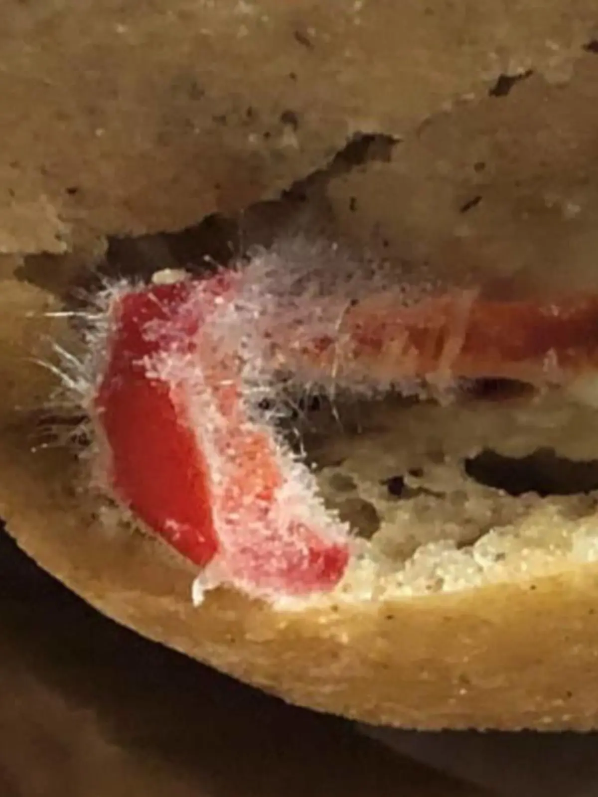 Dieses verschimmelte Brötchen hat die Deutsche Polizeigewerkschaft Berlin auf "X" geteilt.
