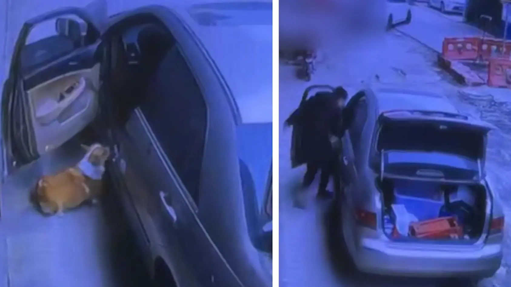 Cleverer Corgi schleicht sich in Auto