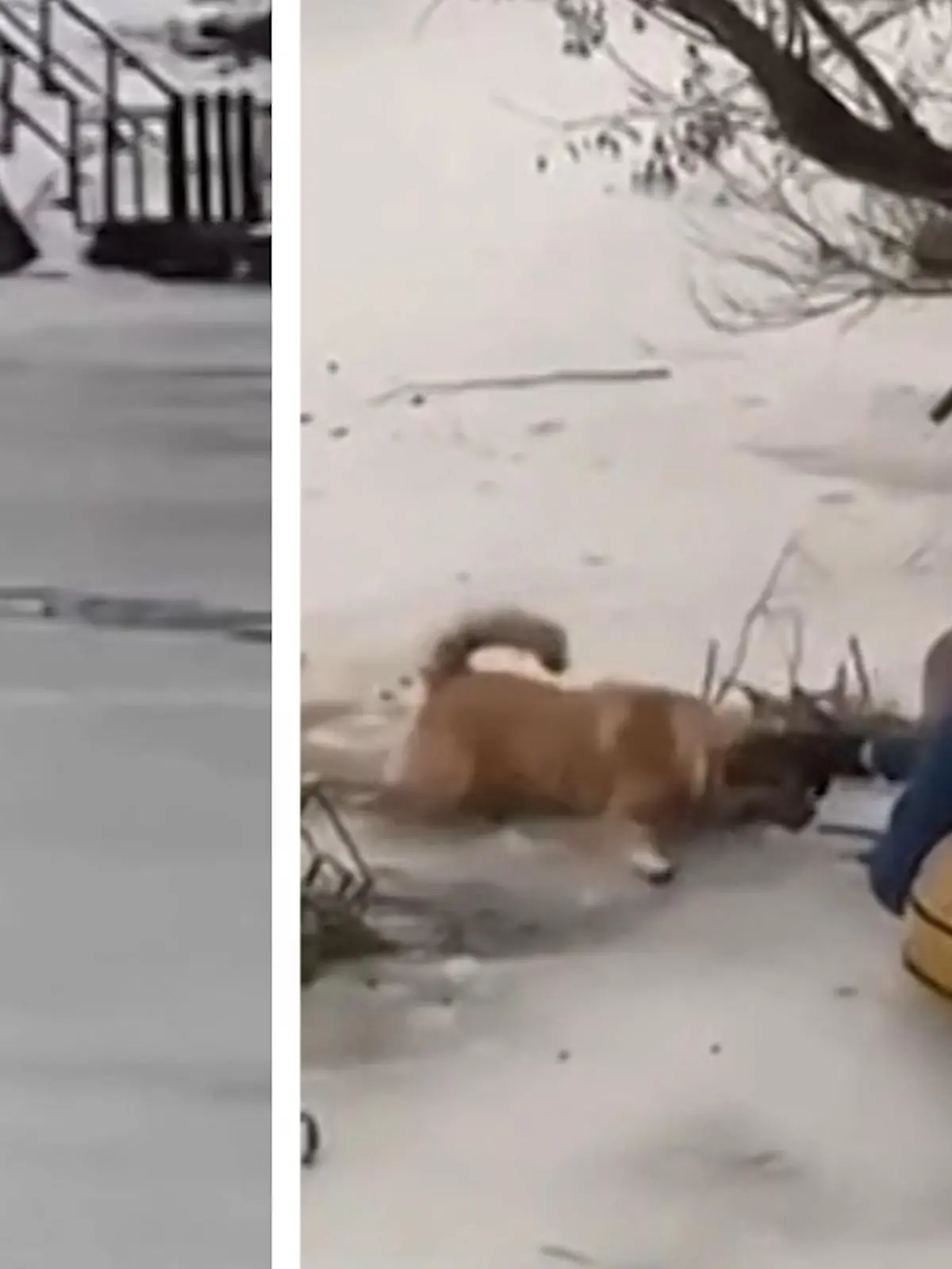 Für dieses Essen lohnt es sich eben zu kämpfen!

Als ein Hund plötzlich im Eis einbricht, greifen diese russischen Retter zu einer bemerkenswerten Behelfsmethode, um ihn aus dem Wasser zu ziehen. Wie sie das angestellt haben, erfahrt ihr im Video.