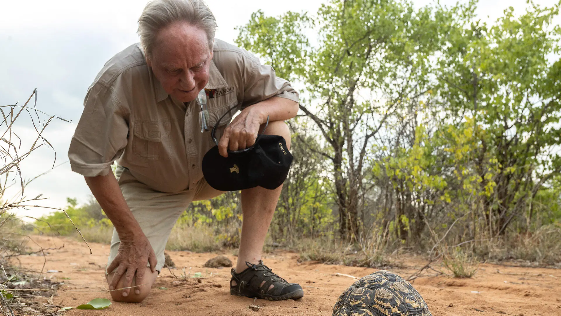 HANDOUT - 07.12.2023, Simbabwe, Sango: Wilfried Pabst entdeckt bei einer Buschwanderung in seinem Naturschutzgebiet Sango im Südosten Simbabwes eine Pantherschildkröte, die bis zu 60 Jahre alt werden kann. Vor 30 Jahren kaufte der deutsche Unternehmer Wilfried Pabst eine heruntergekommene Rinderfarm in Simbabwe - und verwandelte sie in ein Naturschutzparadies. (zu dpa "Eine Farm in Afrika: Hamburger rettet Natur und Tiere in Simbabwe") Foto: Sango Wildlife/dpa - ACHTUNG: Nur zur redaktionellen Verwendung im Zusammenhang mit der aktuellen Berichterstattung über das Sango Naturreservat und nur mit vollständiger Nennung des vorstehenden Credits +++ dpa-Bildfunk +++