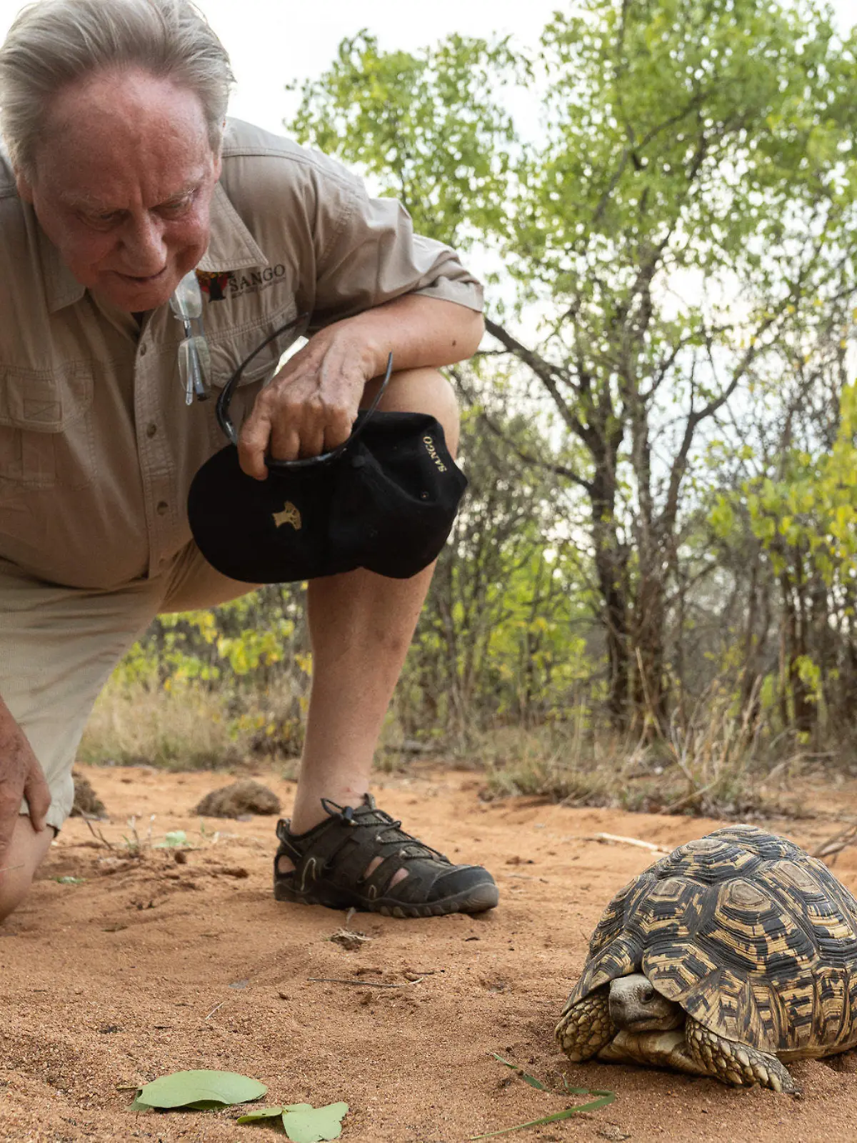 HANDOUT - 07.12.2023, Simbabwe, Sango: Wilfried Pabst entdeckt bei einer Buschwanderung in seinem Naturschutzgebiet Sango im Südosten Simbabwes eine Pantherschildkröte, die bis zu 60 Jahre alt werden kann. Vor 30 Jahren kaufte der deutsche Unternehmer Wilfried Pabst eine heruntergekommene Rinderfarm in Simbabwe - und verwandelte sie in ein Naturschutzparadies. (zu dpa "Eine Farm in Afrika: Hamburger rettet Natur und Tiere in Simbabwe") Foto: Sango Wildlife/dpa - ACHTUNG: Nur zur redaktionellen Verwendung im Zusammenhang mit der aktuellen Berichterstattung über das Sango Naturreservat und nur mit vollständiger Nennung des vorstehenden Credits +++ dpa-Bildfunk +++