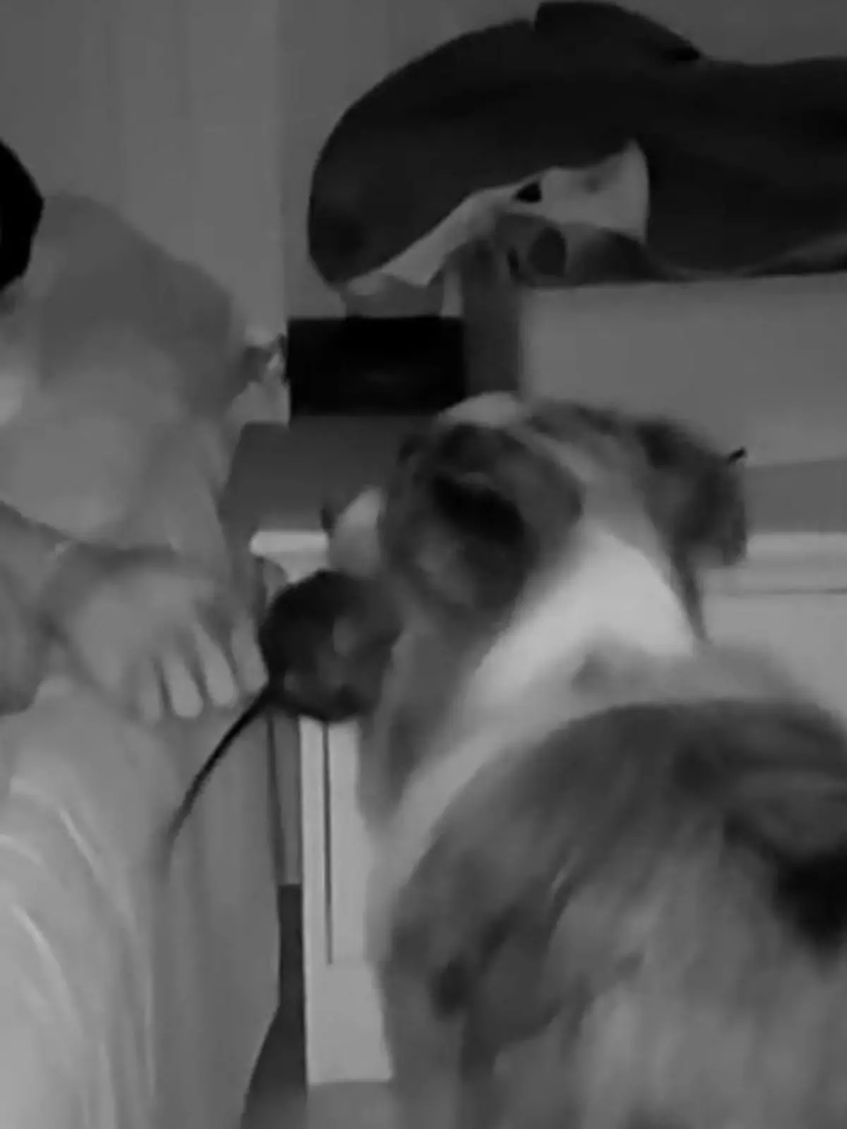 Mitten in der Nacht bringt ein Hund seinem Herrchen eine ganz besondere Überraschung ans Bett. Noch im Halbschlaf ertastet der Mann den Gegenstand und erlebt einen Schreckmoment. Die Ekel-Bilder im Video!