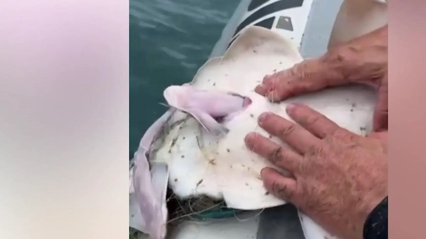 Polizisten helfen Engelhai bei Geburt