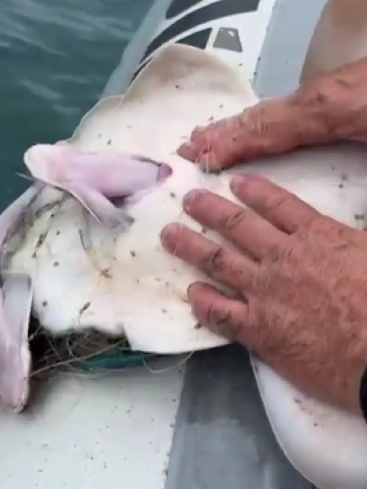Ein schwangerer Engelhai hat sich in einem illegalen Fischernetz verfangen. Um ihn bei der Geburt zu unterstützen, drücken die Beamten auf einem Boot vor der Küste Brasiliens sanft auf seinen Bauch. Die atemberaubenden Bilder, seht ihr im Video.
