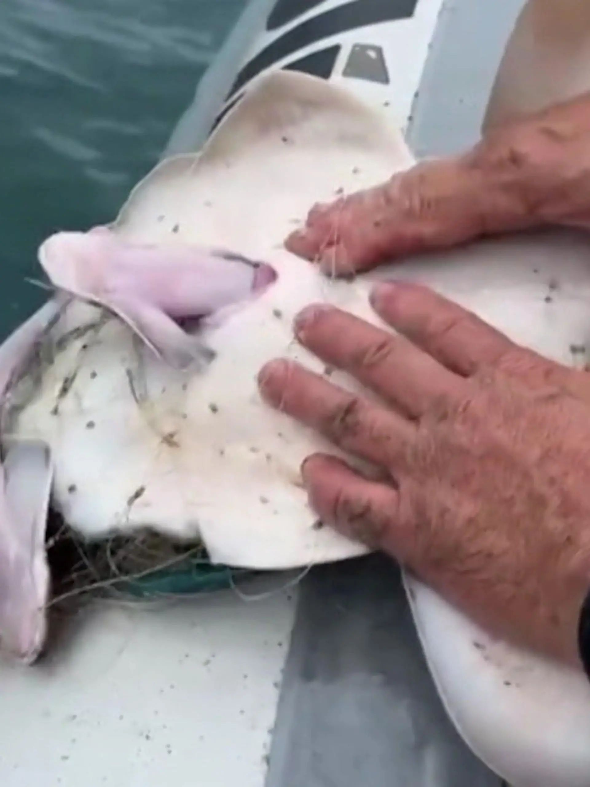 Ein schwangerer Engelhai hat sich in einem illegalen Fischernetz verfangen. Um ihn bei der Geburt zu unterstützen, drücken die Beamten auf einem Boot vor der Küste Brasiliens sanft auf seinen Bauch. Die atemberaubenden Bilder, seht ihr im Video.