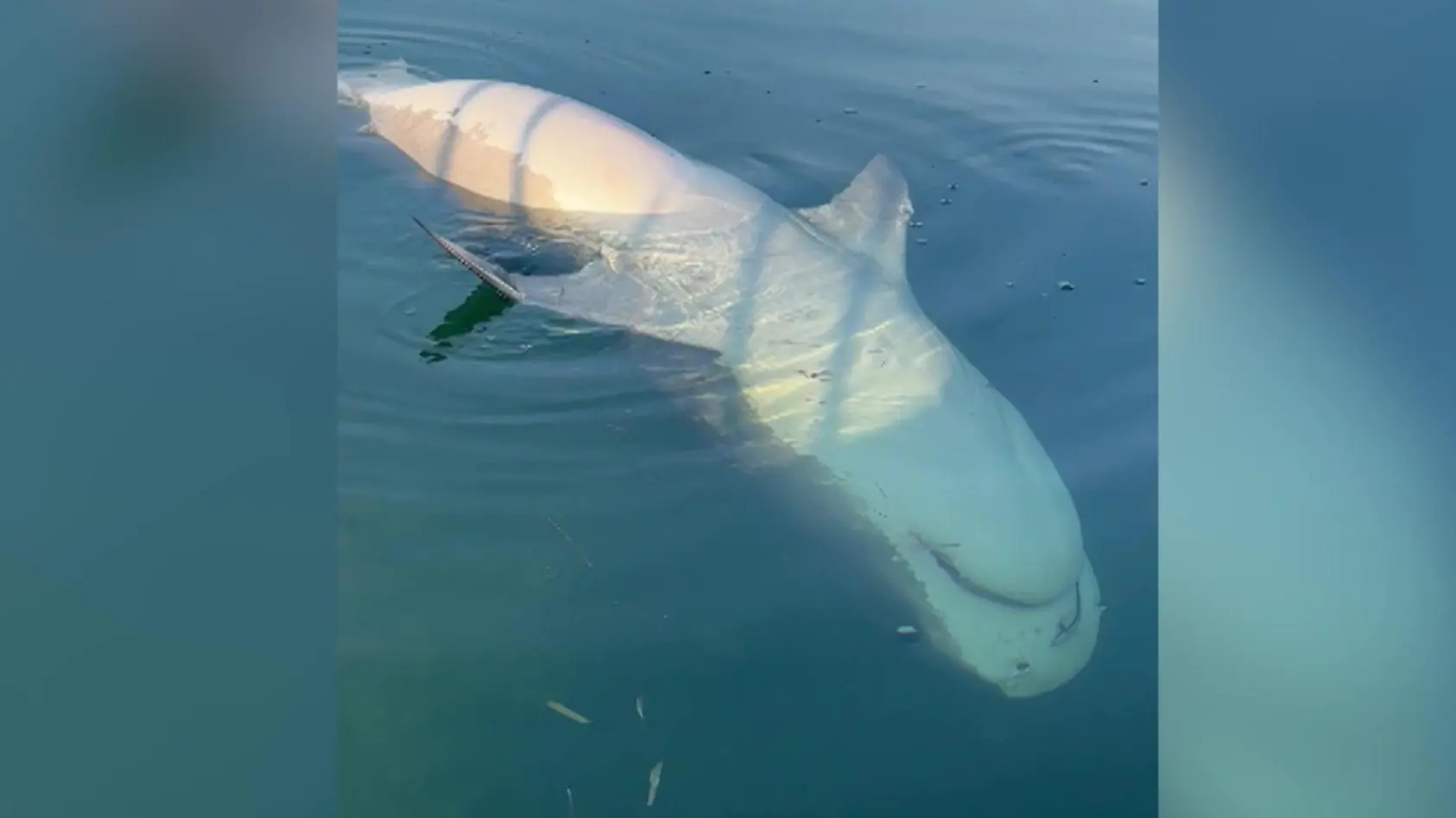 Fischer finden Tigerhai in Rückenlage