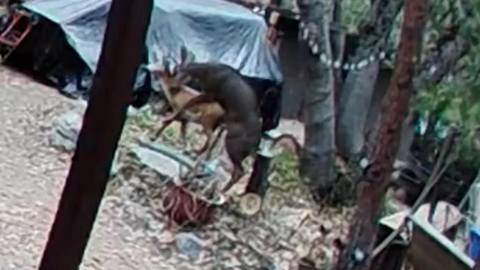 Da hatte der Bock richtig Bock!