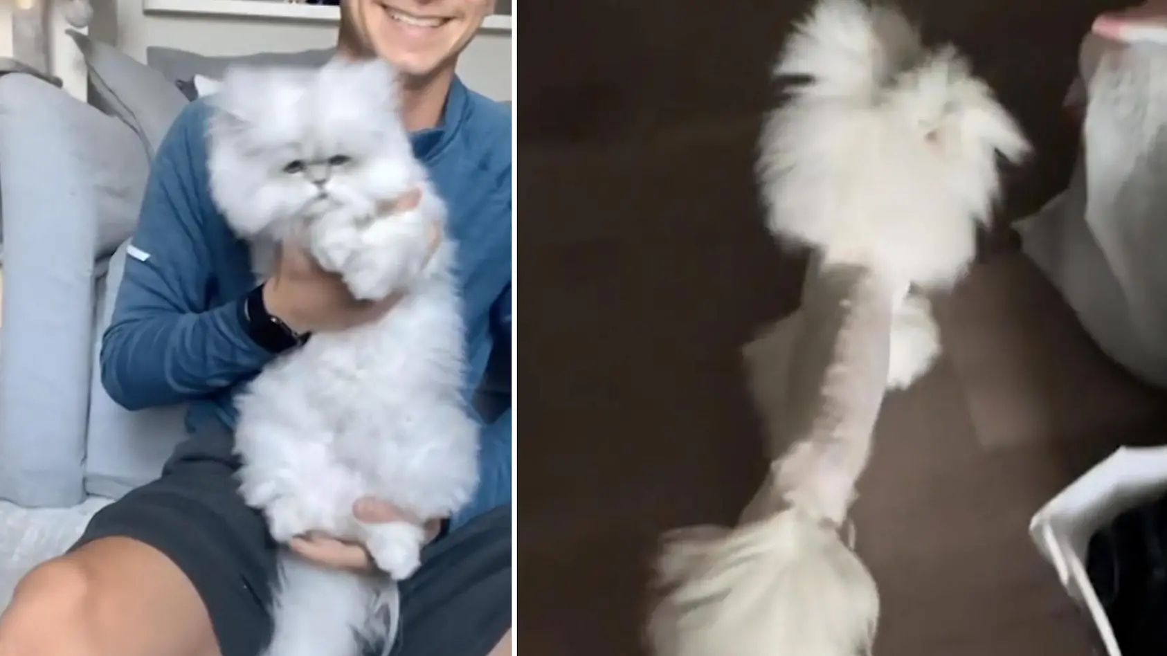 Kater nach Friseurbesuch unglücklich