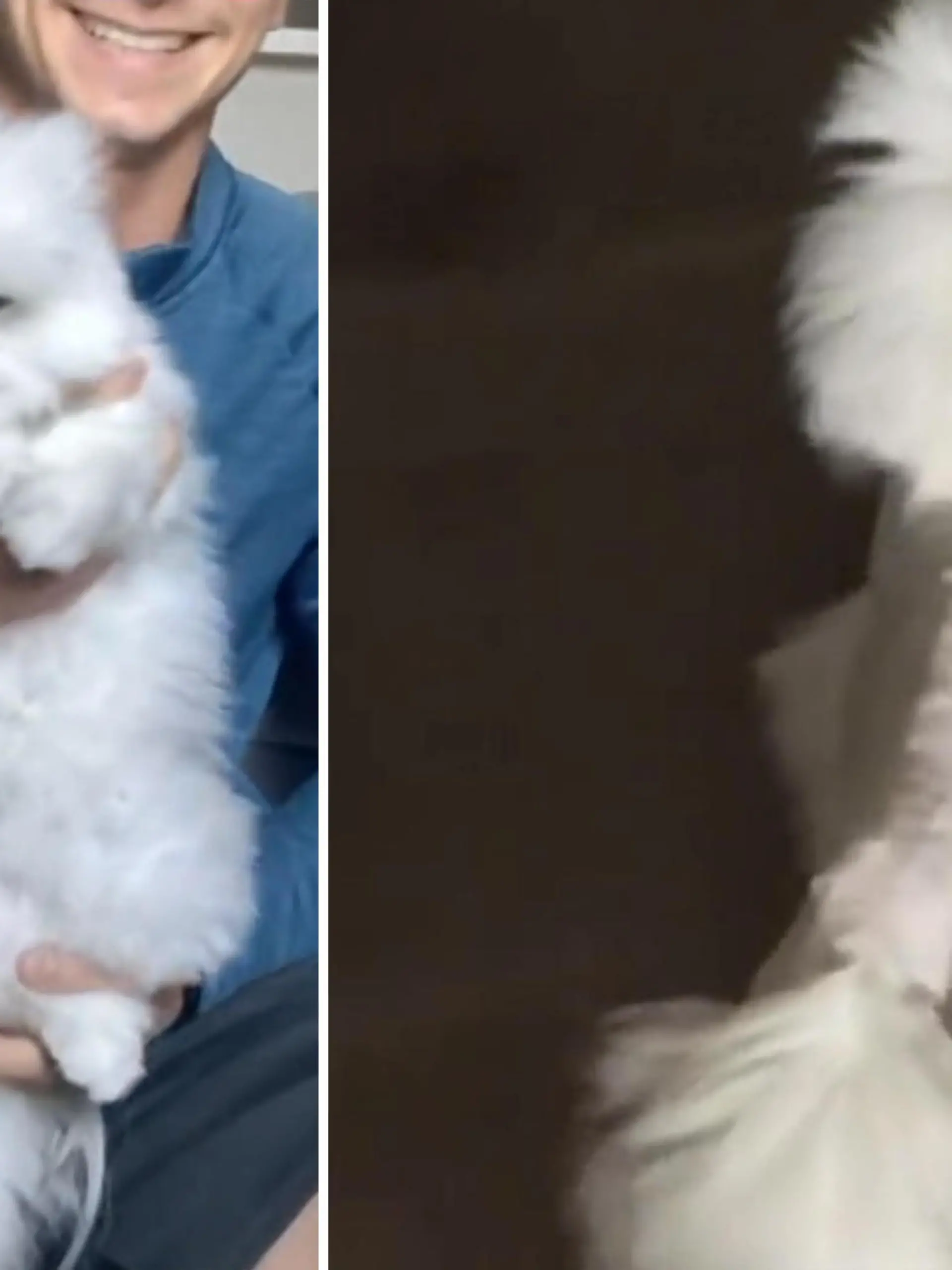 Frauchen ist entsetzt! 

Perserkater Benny ist nach einem Friseurbesuch nicht mehr wiederzuerkennen. Die ehemals wallende Mähne weicht einem figurbetonten Kurzhaarschnitt. Die unglaubliche Verwandlung im Video.