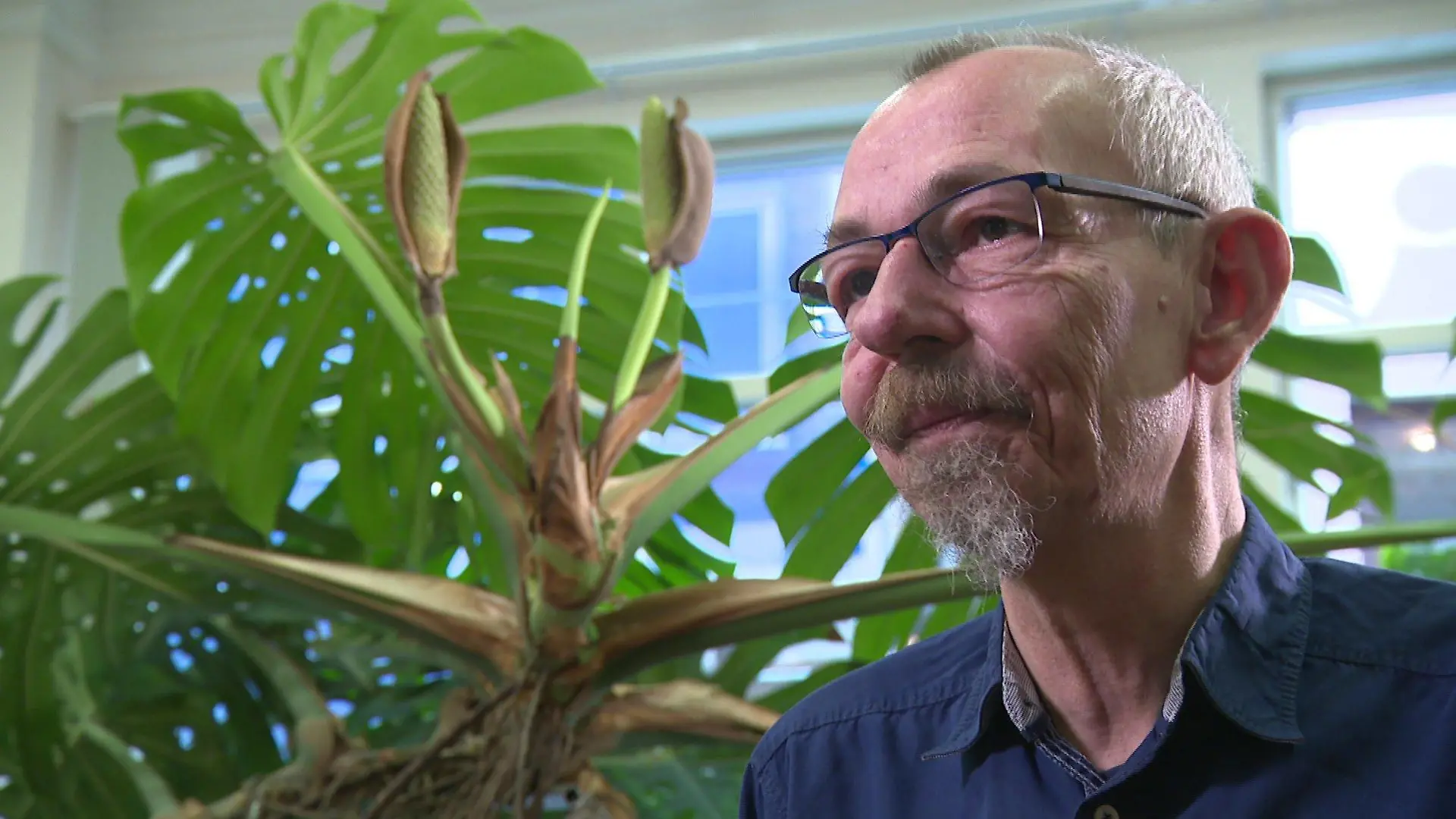 Hendrik Deutsch ist stolz, dass seine Monstera nach über 20 Jahren blüht.