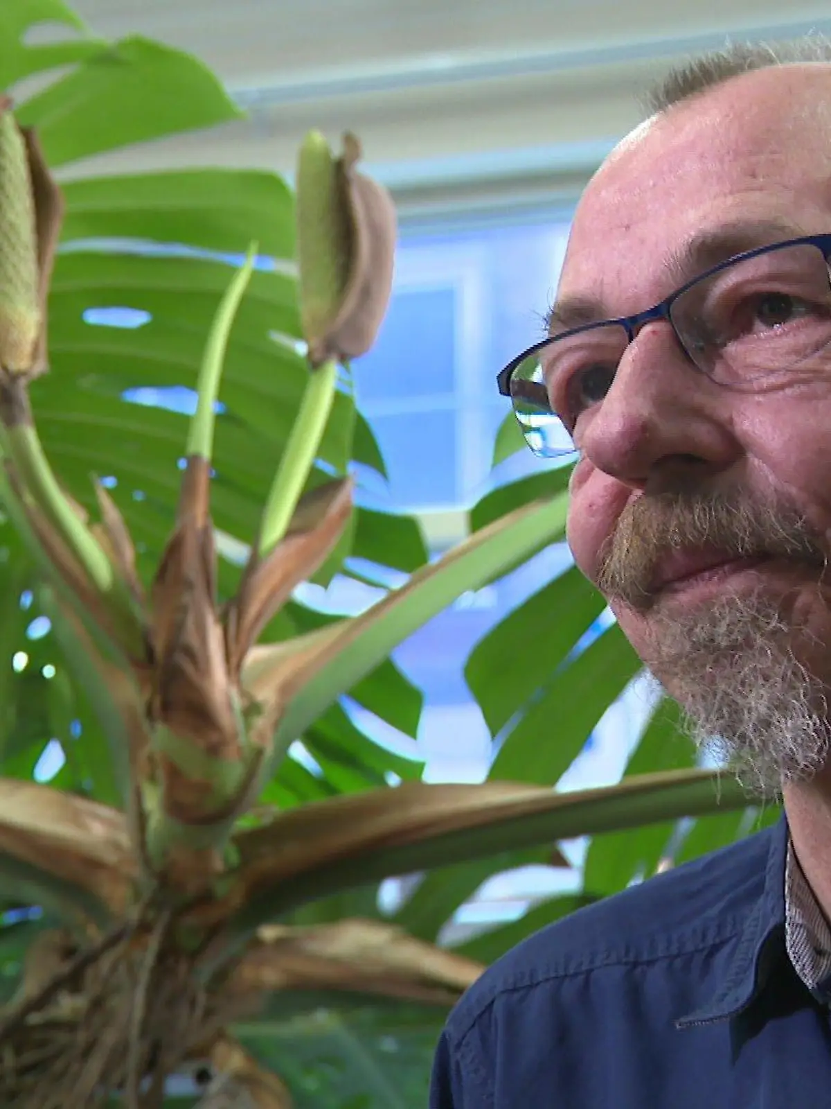Hendrik Deutsch ist stolz, dass seine Monstera nach über 20 Jahren blüht.