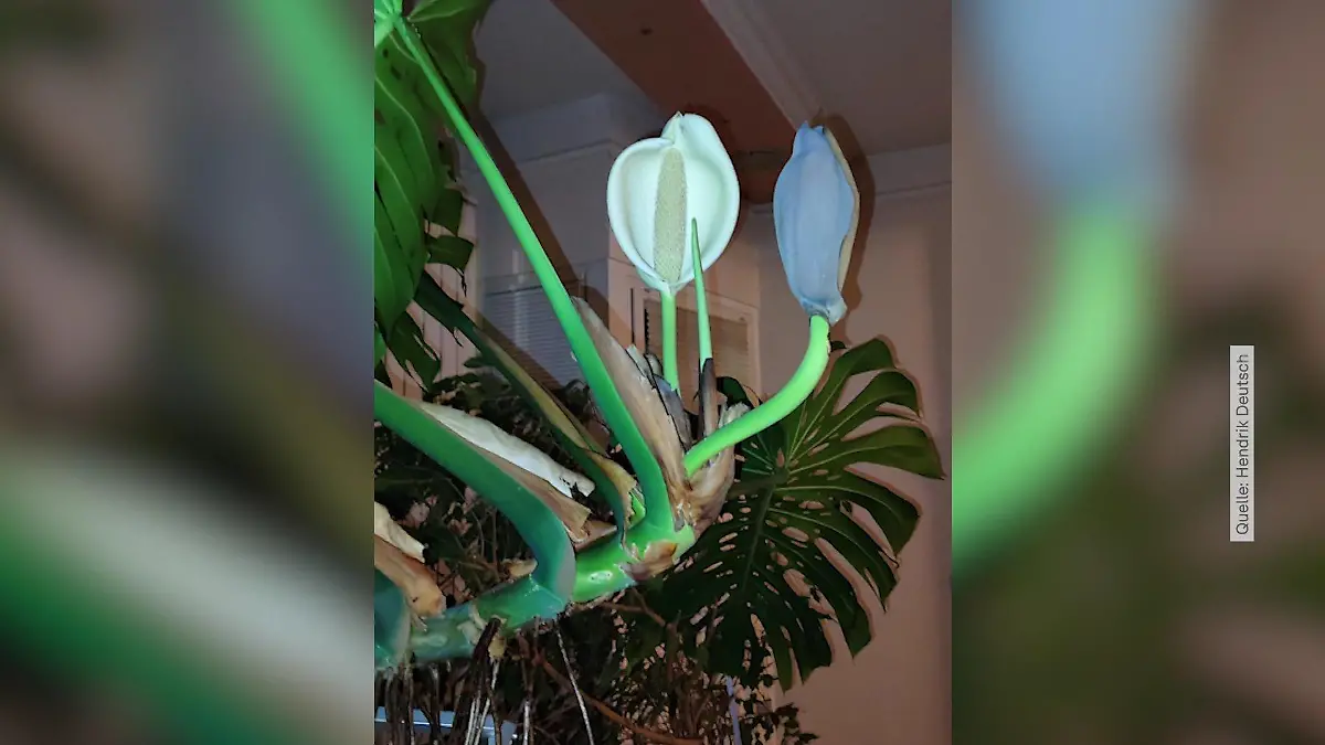 Die Monstera Deliciosa steht in voller Blütenpracht.