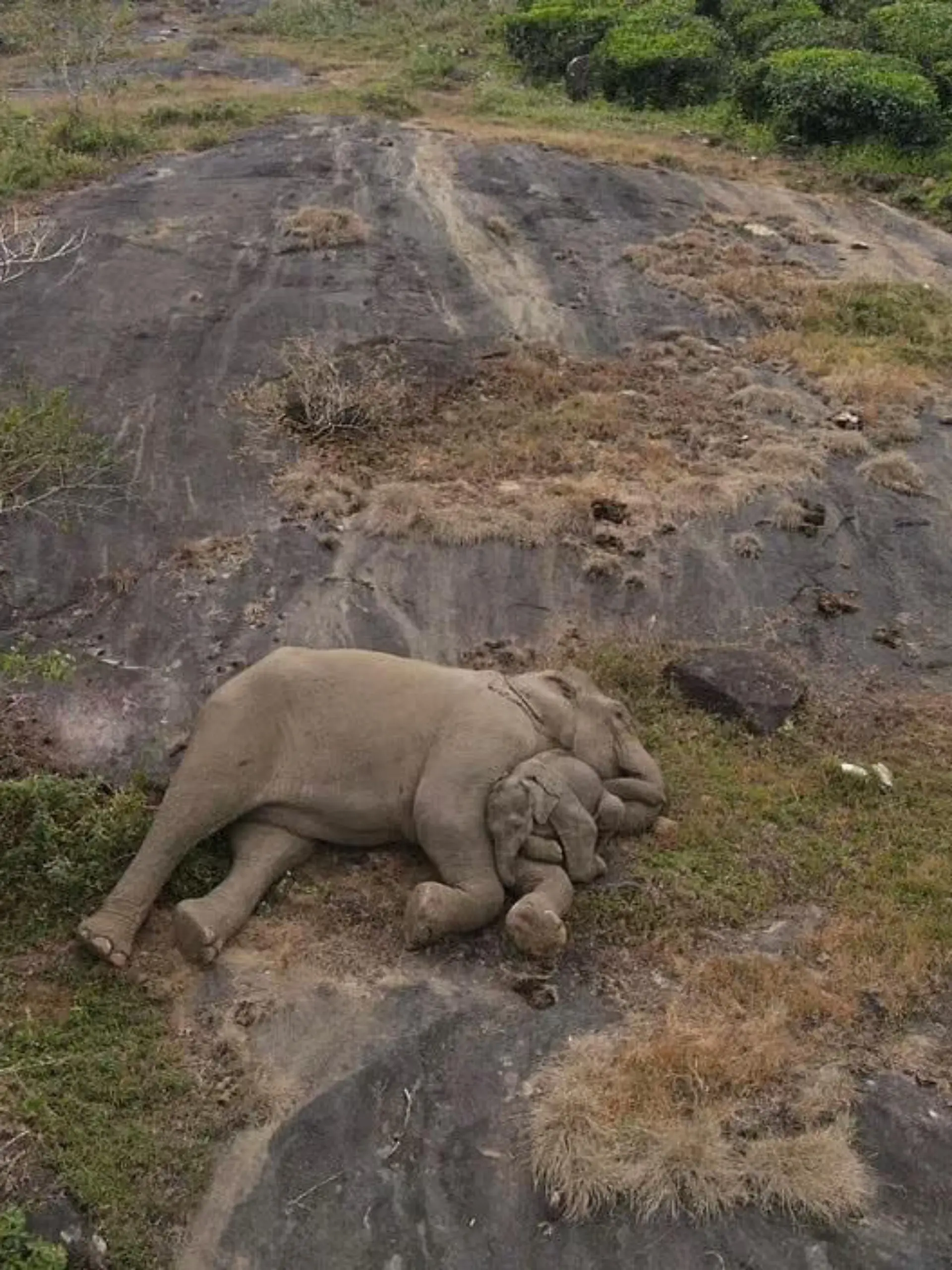 Elefantenmama und Baby