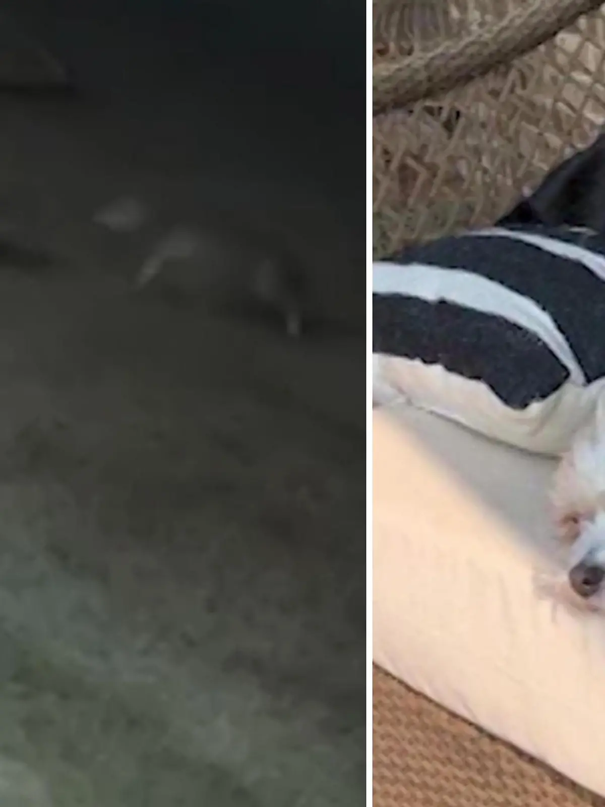 Hündin Oakley möchte am Abend noch ihr Geschäft im Garten verrichten, als sie unerwartet von zwei Kojoten angegriffen wird. Die Sache hätte böse enden können, hätte eine Katze nicht beherzt eingegriffen. Eine Überwachungskamera filmt die Szene - die Bilder dazu im Video.