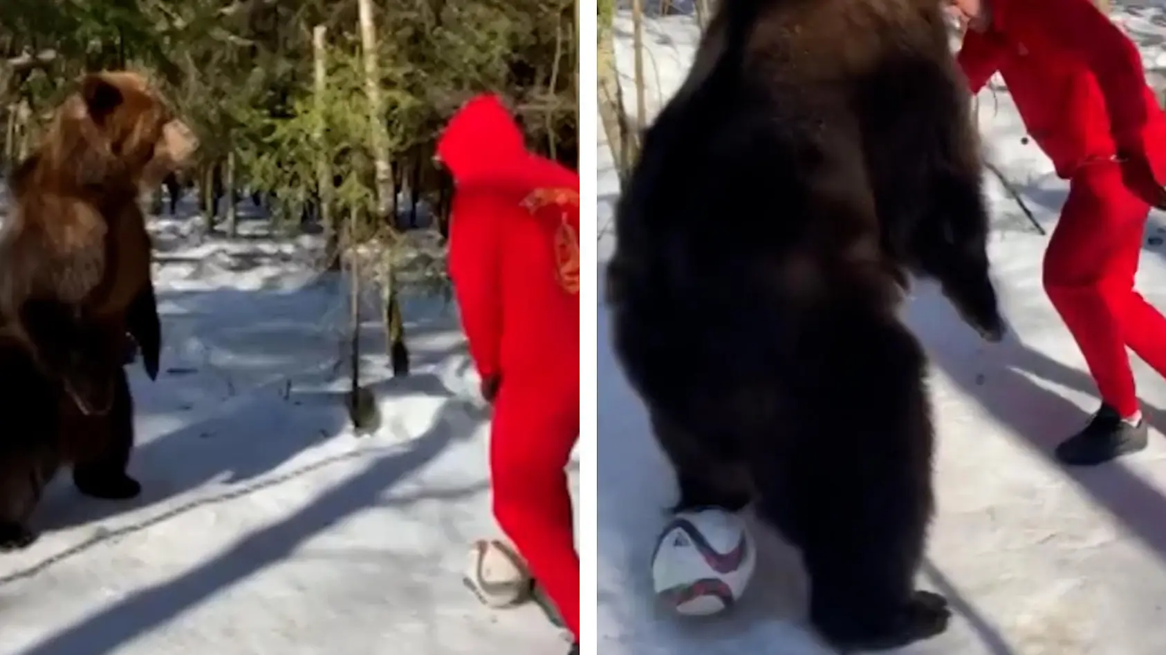 Was ein Trick! Mann tunnelt Braunbär