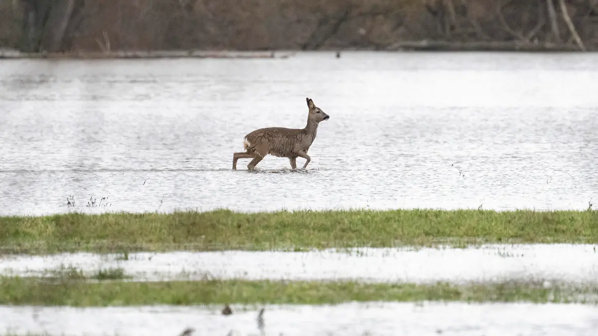 ARCHIV - 14.01.2023, Hessen, Heuchelheim: Ein Reh stakst über eine überflutete Wiese. Das Hochwasser ist nicht nur für Menschen und die Landwirtschaft eine Gefahr. Es hat auch Auswirkungen auf Wildtiere, insbesondere auf deren Nachwuchs. (zu dpa «Biene, Hase und Regenwurm im Hochwasser») Foto: Boris Roessler/dpa +++ dpa-Bildfunk +++