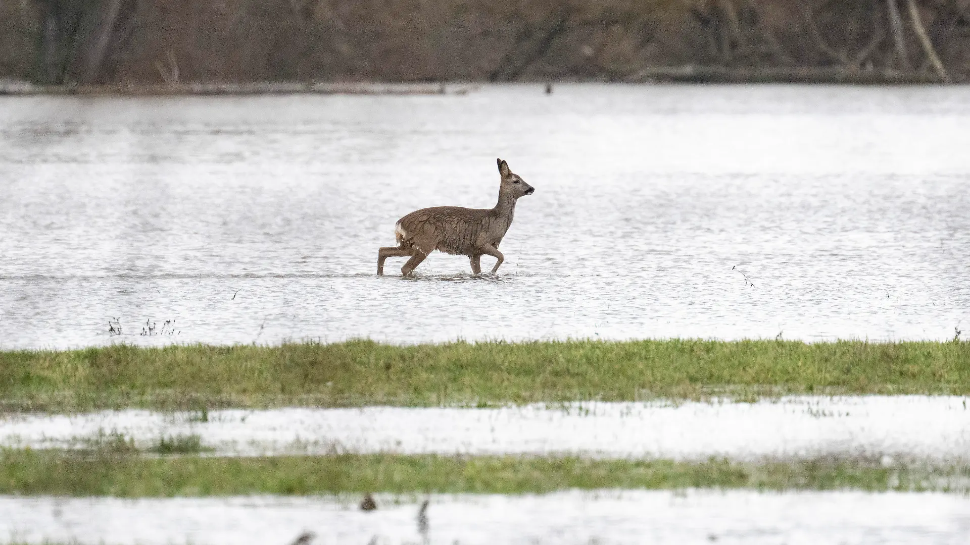 ARCHIV - 14.01.2023, Hessen, Heuchelheim: Ein Reh stakst über eine überflutete Wiese. Das Hochwasser ist nicht nur für Menschen und die Landwirtschaft eine Gefahr. Es hat auch Auswirkungen auf Wildtiere, insbesondere auf deren Nachwuchs. (zu dpa «Biene, Hase und Regenwurm im Hochwasser») Foto: Boris Roessler/dpa +++ dpa-Bildfunk +++