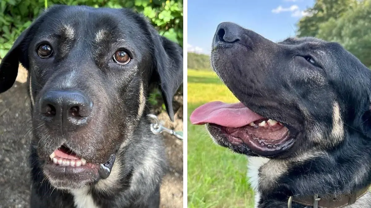 Hund Snoopy aus dem Tierheim Köln-Dellbrück.