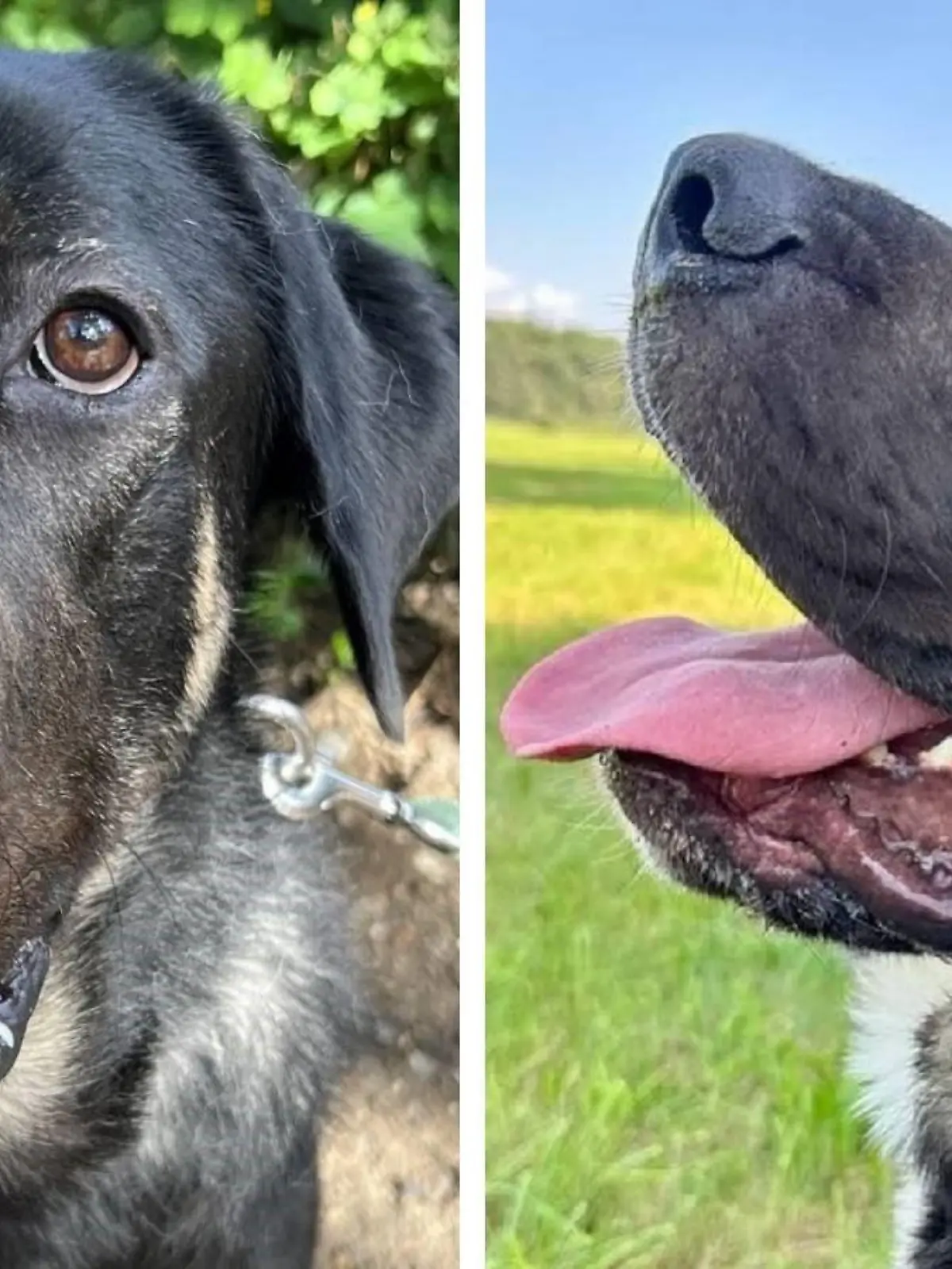 Hund Snoopy aus dem Tierheim Köln-Dellbrück.