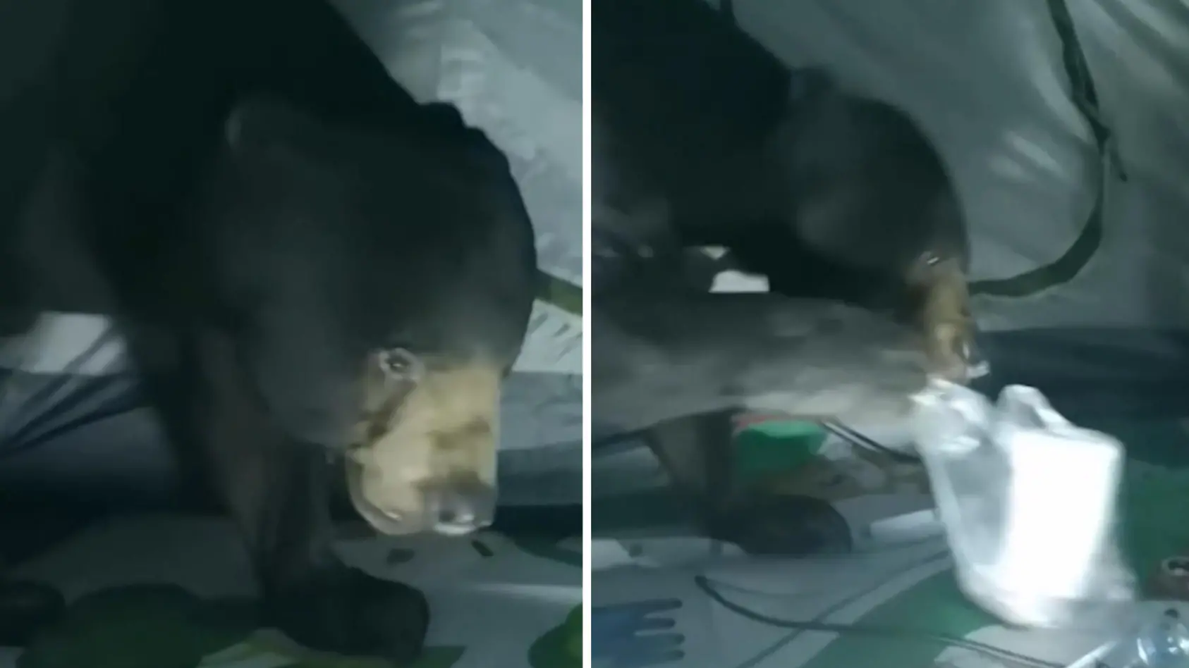 Bär klaut Campern das Essen