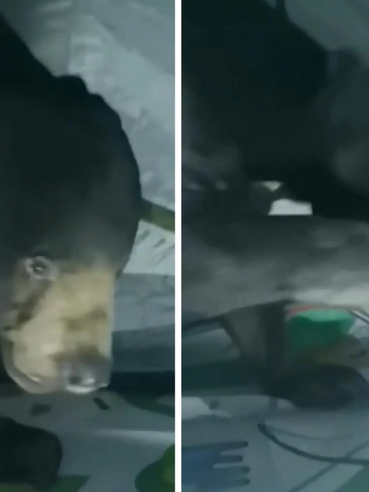 Da hat einer aber ganz schön hunger! Dieser Bär in Thailand schleicht auf leisen Pfoten ins Zelt und erschnüffelt dort seine Beute. Und mit nur einem Tatzengriff hat er sich das Essen der Touristen geschnappt. Obwohl er dabei von den Urlaubern beobachtet wird, scheint es ihn bei seinem Gauner-Streifzug nicht zu stören. Mit seiner Beute an der Pfote tritt er den Rückzug an. Den tierischen Raubzug gibt's im Video.