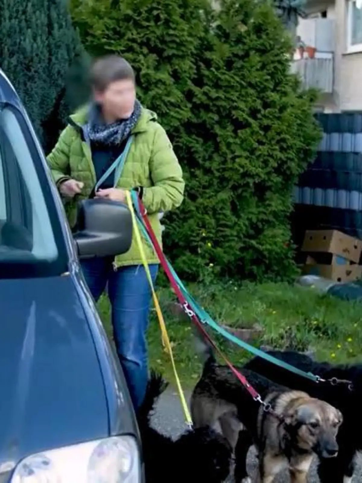 Frau mit zu vielen Hunden terrorisiert Nachbarschaft.