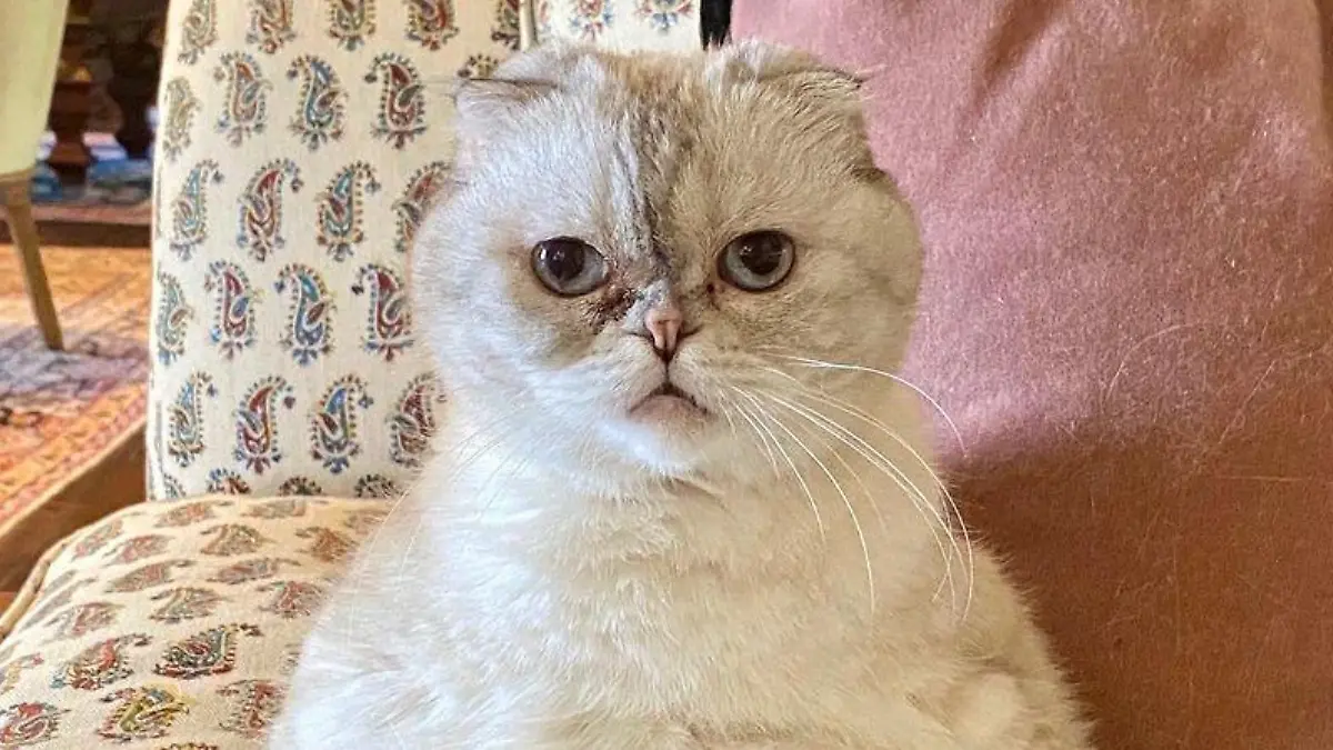 Die Katze von Taylor Swift ist reicher als ihr Freund Travis Kelce.