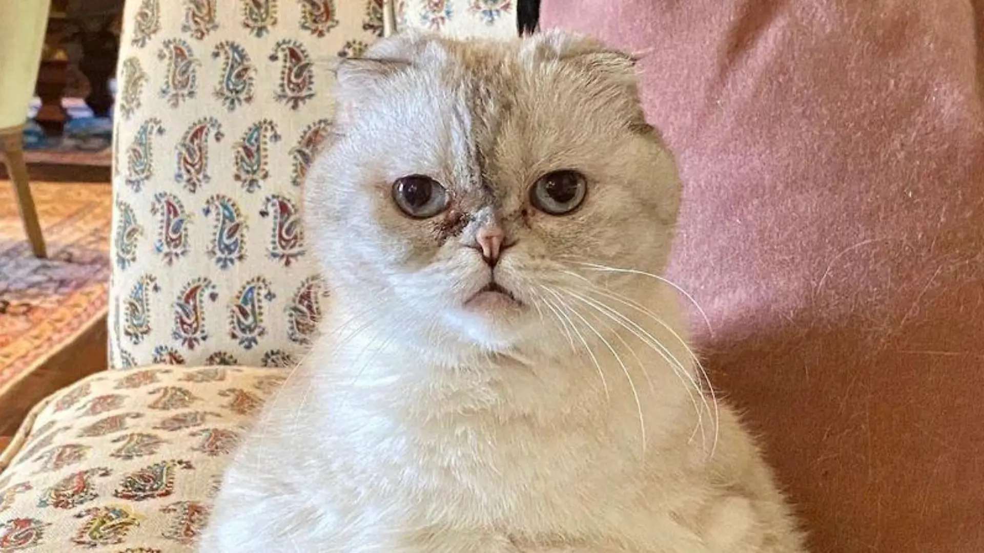 Die Katze von Taylor Swift ist reicher als ihr Freund Travis Kelce.
