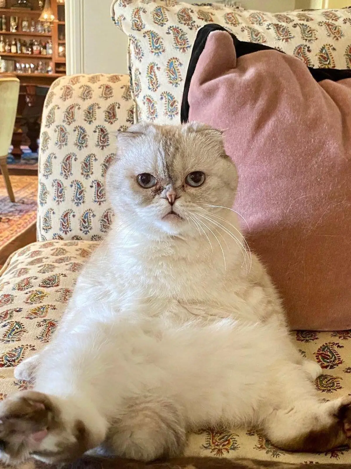 Die Katze von Taylor Swift ist reicher als ihr Freund Travis Kelce.
