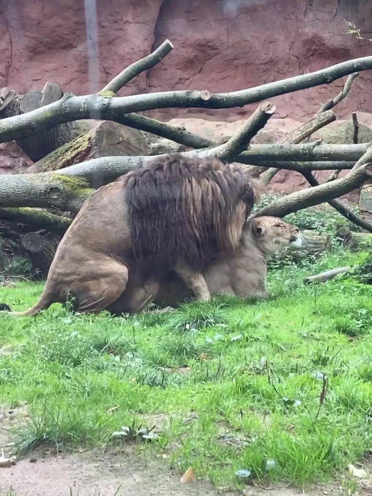 Im Zoo Hannover gibt es eine neue Berberlöwin: Zara aus Marokko.