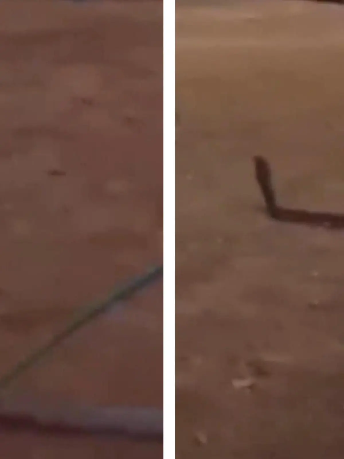 Eine fast fünf Meter lange Königskobra versetzt Golfer in Panik. Plötzlich taucht das Reptil auf einem Golfplatz in Thailand auf. Wie der spontane Besuch endete, das zeigen wir euch im Video.