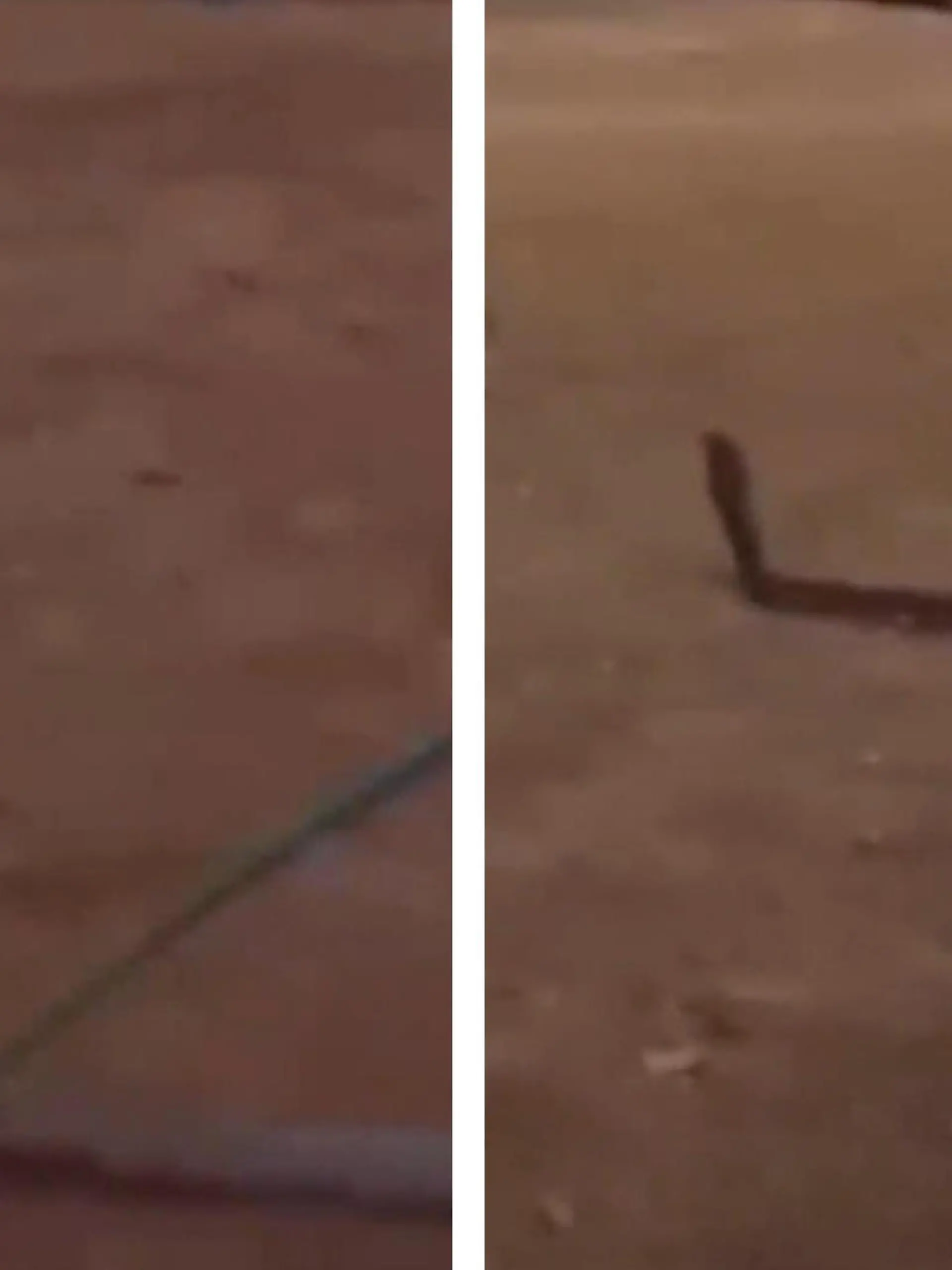 Eine fast fünf Meter lange Königskobra versetzt Golfer in Panik. Plötzlich taucht das Reptil auf einem Golfplatz in Thailand auf. Wie der spontane Besuch endete, das zeigen wir euch im Video.