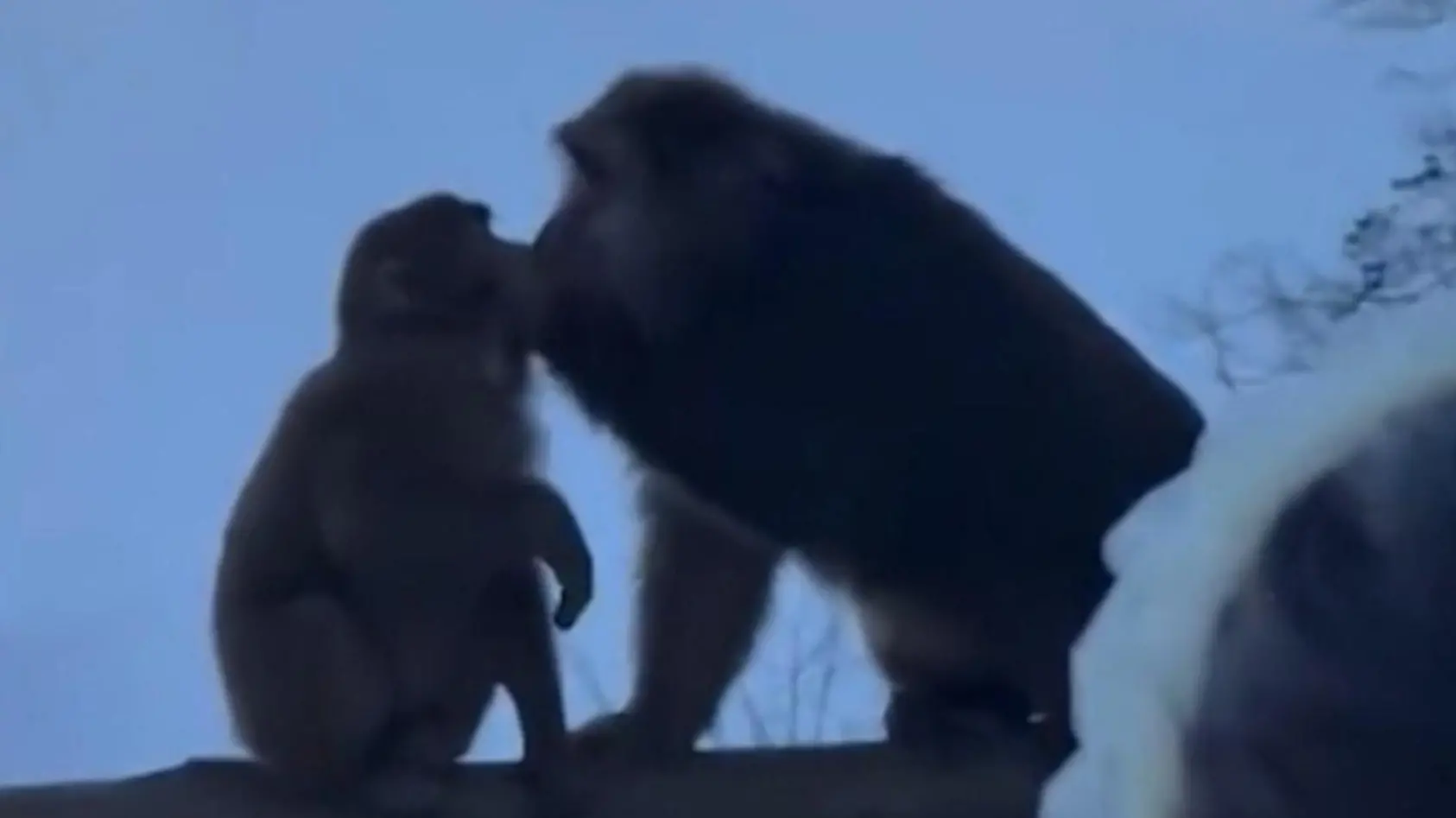 Verliebte Affen begeistern Touris