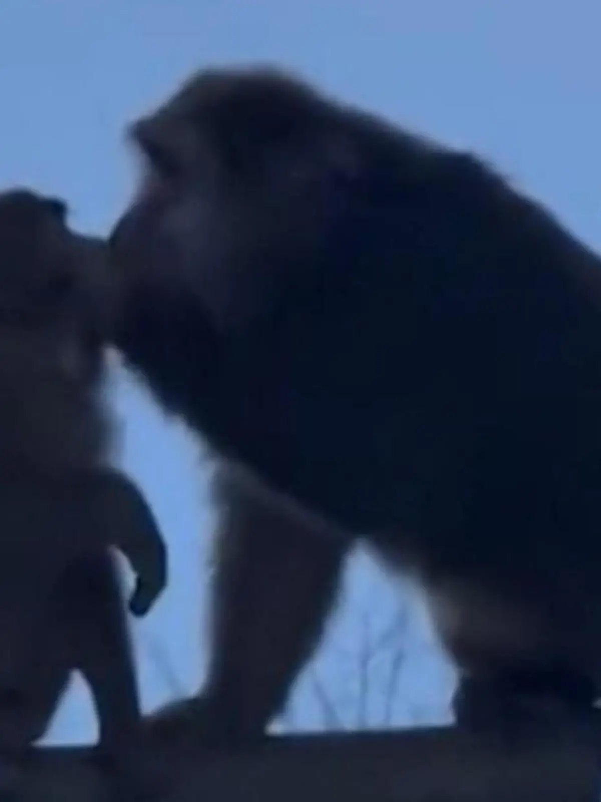 In China haben zwei Affen plötzlich eine romantische Knutsch-Szene zum Besten gegeben - vor den Augen erstaunter Beobachter. Die ganze Liebes-Szene zeigen wir euch im Video.